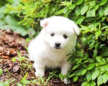 Only 2 available! American Eskimo pups! **Vaccinated**