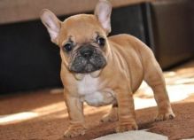 Super adorable French bulldog Puppies. So gentle and affectionate.