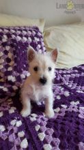 Westie Puppies ready to go home! Health Guarantee Incl.