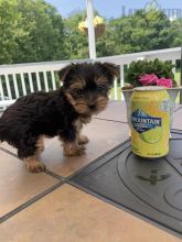 Yorkie Puppies ready to go home! Health Guarantee Incl.