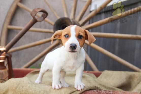 12 weeks old Jack Russell Terrier Pups *Trained* Image eClassifieds4u