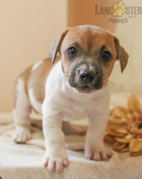 Beautiful Jack Russell Terrier puppies ready to be rehomed Image eClassifieds4u