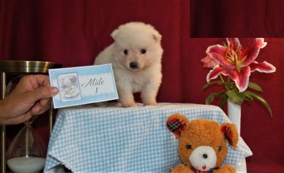 CKC Quality American Eskimos Image eClassifieds4u