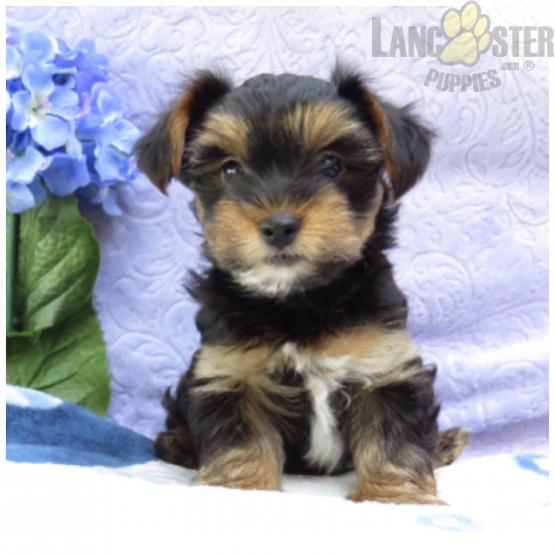 CKC Reg'd Yorkie Puppies- 2 LEFT Image eClassifieds4u