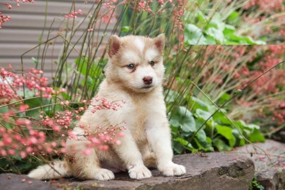 Exceptional Working Line Alaskan Malamute Puppies Available Image eClassifieds4u