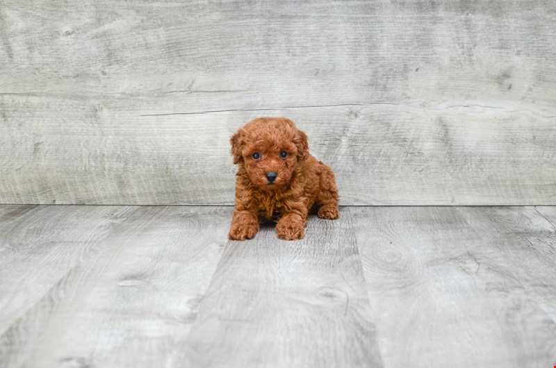 FANTASTIC TOY POODLE PUPPIES AVAILABLE Image eClassifieds4u