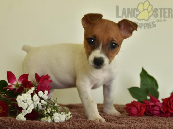 Adorable Jack Russell Terrier Puppies-Male/Female left!! Image eClassifieds4u