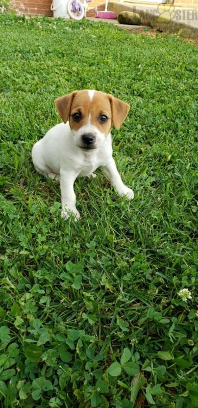 Jack Russell Terrier Puppies ready to go home! Health Guarantee Incl. Image eClassifieds4u