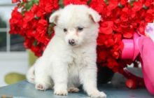 ❤️❤️ American Eskimo Puppies ❤️❤️ Girl & Boy ❤️ ❤️ Image eClassifieds4U