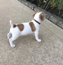 ***Gorgeous RARE Jack Russell Terrier Puppies*** Image eClassifieds4U