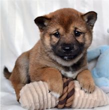Super Amazing Shiba Inu Puppies Available Image eClassifieds4U