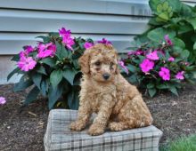 ❤️❤️ Toy Poodle Puppies ❤️❤️ Girl & Boy ❤️ ❤️ Image eClassifieds4U
