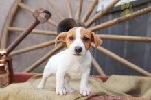 12 weeks old Jack Russell Terrier Pups *Trained* Image eClassifieds4U