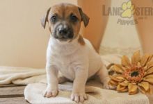 CKC Reg'd Jack Russell Terrier Puppies- 2 LEFT Image eClassifieds4U