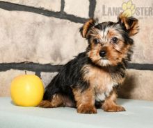 Adorable Yorkie Puppies-Male/Female left!! Image eClassifieds4U
