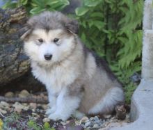 Only 2 available! Alaskan Malamute pups! **Vaccinated** Image eClassifieds4U