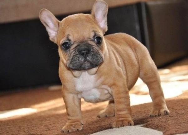 Super adorable French bulldog Puppies. So gentle and affectionate. Image eClassifieds4u