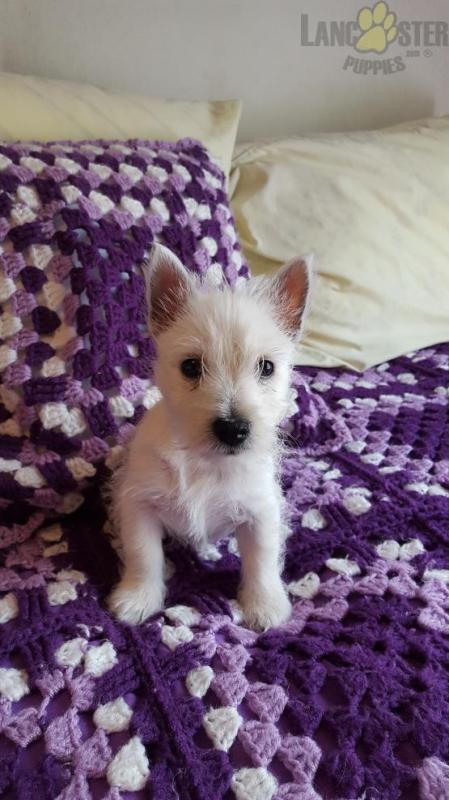 Westie Puppies ready to go home! Health Guarantee Incl. Image eClassifieds4u