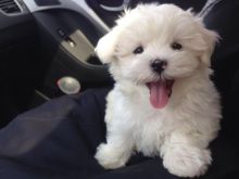 Adorable outstanding Maltese puppies ready for their new