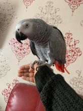 African grey parrot