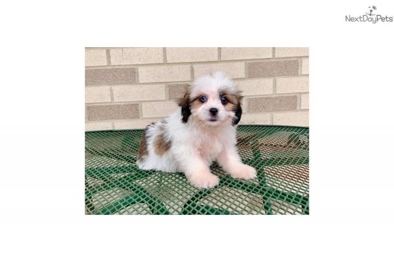 Lhasa Apso Puppies. Image eClassifieds4u