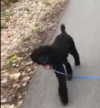 Six month old golden doodle Image eClassifieds4u 1