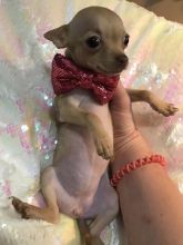 BEAUTIFUL FEMALE PUREBRED APPLEHEAD TEACUP CHIHUAHUA