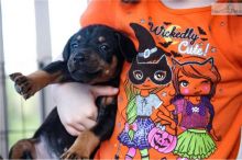 Doberman Pinscher puppies available for adoption