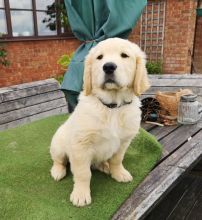 Golden Retriever puppies- Male & Female.contact if interested (782) 821-0924