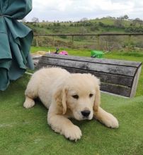 Golden Retriever puppies- Male & Female.contact if interested (782) 821-0924
