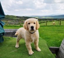 Golden Retriever puppies- Male & Female.contact if interested (782) 821-0924