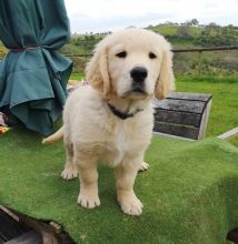 Golden Retriever puppies- Male & Female.contact if interested (782) 821-0924