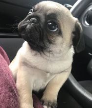 Healthy cute PUG puppies available for adoption Text or call (925) 471-5289