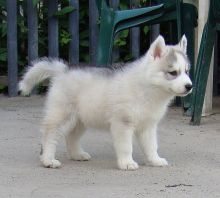 Healthy cute Siberian Husky puppies available for adoption Text or call (925) 471-5289