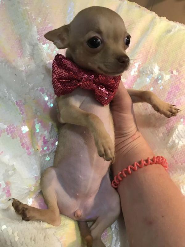 BEAUTIFUL FEMALE PUREBRED APPLEHEAD TEACUP CHIHUAHUA Image eClassifieds4u