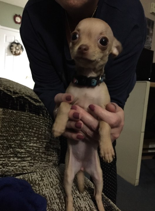 BEAUTIFUL FEMALE PUREBRED APPLEHEAD TEACUP CHIHUAHUA Image eClassifieds4u