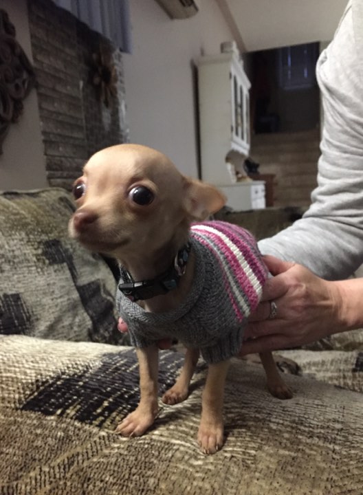 BEAUTIFUL FEMALE PUREBRED APPLEHEAD TEACUP CHIHUAHUA Image eClassifieds4u