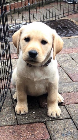 Golden Retriever puppies- Male & Female.contact if interested (782) 821-0924 Image eClassifieds4u