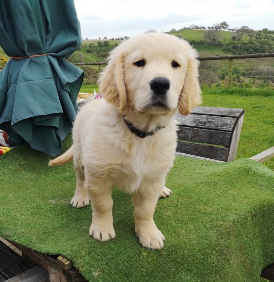 Golden Retriever puppies- Male & Female.contact if interested (782) 821-0924 Image eClassifieds4u