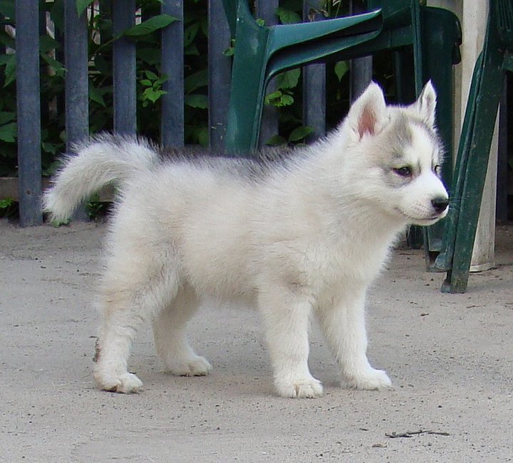 Healthy cute Siberian Husky puppies available for adoption Text or call (925) 471-5289 Image eClassifieds4u