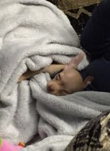 BEAUTIFUL FEMALE PUREBRED APPLEHEAD TEACUP CHIHUAHUA Image eClassifieds4u 3