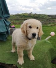 Golden Retriever puppies- Male & Female.contact if interested (782) 821-0924 Image eClassifieds4U