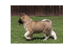 Healthy, home raised Akita pups available now for adoption Image eClassifieds4U