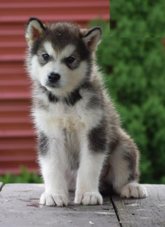 ***ALASKAN MALAMUTE PUPPIES-READY FOR NEW HOMES*** Image eClassifieds4u