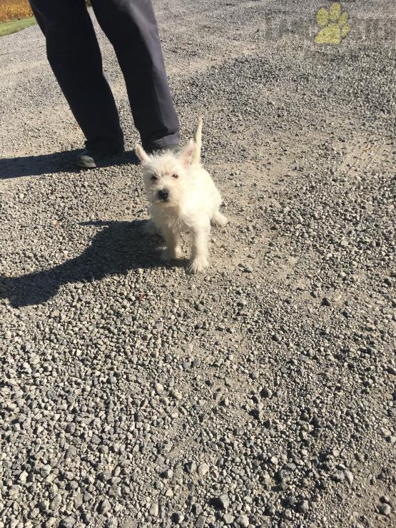 ***Gorgeous RARE Westie Puppies*** Image eClassifieds4u
