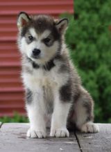 ***ALASKAN MALAMUTE PUPPIES-READY FOR NEW HOMES***