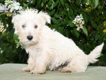 ❤️❤️ Westie Puppies ❤️❤️ Girl & Boy ❤️ ❤️