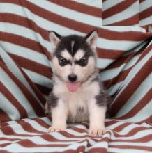 12 weeks old Alaskan Malamute Pups *Trained*