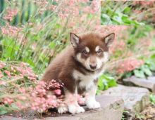 Alaskan Malamute pups!!! Meet them Now !