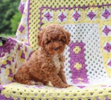Beautiful Toy Poodle Puppies! READY NOW!